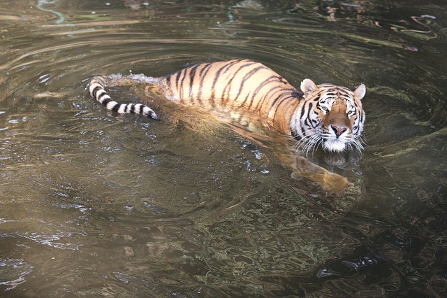 tygr se koupe